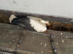 2022 08 10 T08 Tierrettung Storch   20220810 081012 20220810 1764589907